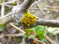 Xanthodactylon wirthii
