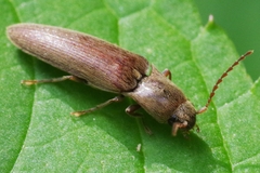 Synaptus filiformis