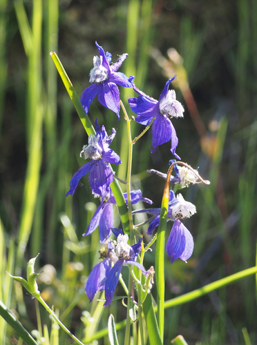 Delphinium X burkei