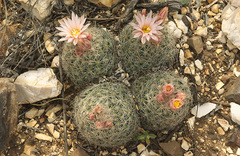 Escobaria tuberculosa varicolor