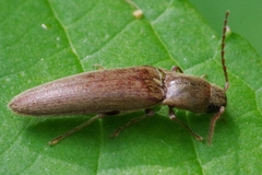 Synaptus filiformis