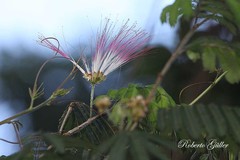 Calliandra parvifolia