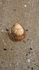 Acanthocardia echinata