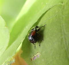 Synolabus bipustulatus