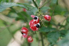 Paullinia meliifolia
