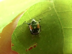 Synolabus bipustulatus