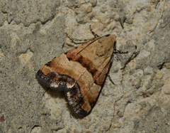 Pseudozarba bipartita