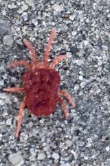 Trombidium holosericeum