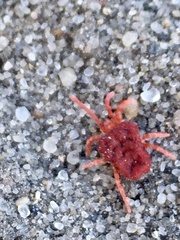 Trombidium holosericeum