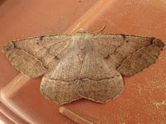 Prochoerodes forficaria