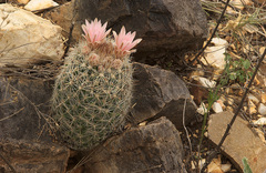 Escobaria tuberculosa varicolor