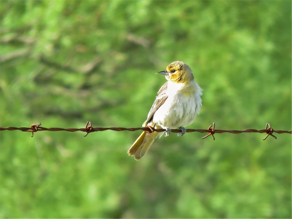 Bullock's Oriole from Matador Wildlife Management Area, Cottle County