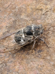 Cacama valvata