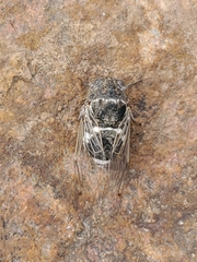 Cacama valvata