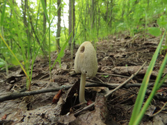 Coprinellus xanthothrix