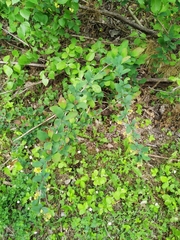 Berberis vulgaris