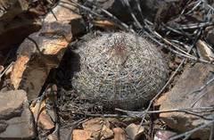 Escobaria tuberculosa varicolor