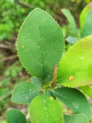 Berberis vulgaris