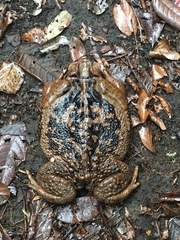 Cope's Toad photo 5