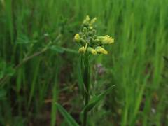 Camelina