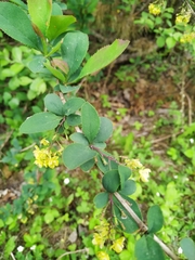 Berberis vulgaris