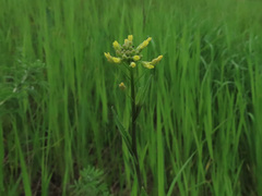 Camelina