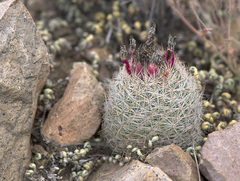 Escobaria tuberculosa varicolor