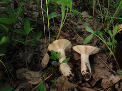 Russula exalbicans