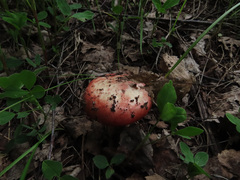 Russula exalbicans