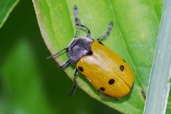 Lachnaia sexpunctata