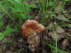 Russula exalbicans
