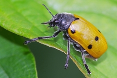 Lachnaia sexpunctata
