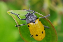Lachnaia sexpunctata