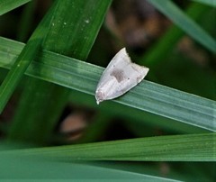 Coelostathma discopunctana
