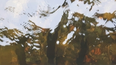 Catostomus commersonii