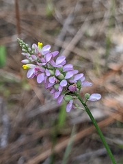 Polygala chapmanii