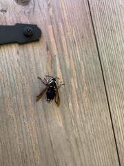 Dolichovespula maculata