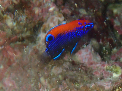 Stegastes beebei