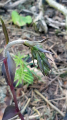 Epipactis microphylla