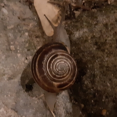 Eobania vermiculata