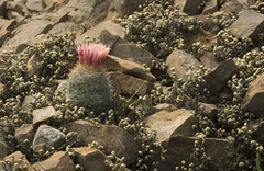 Escobaria tuberculosa varicolor
