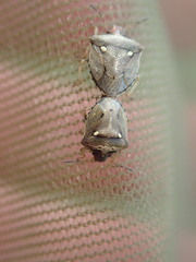 Eysarcoris aeneus