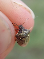 Eysarcoris aeneus