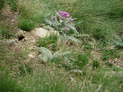 Carduus carlinoides
