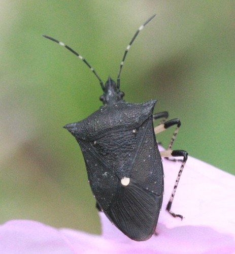 Black Stink Bug photo 4