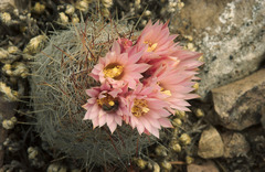 Escobaria tuberculosa varicolor