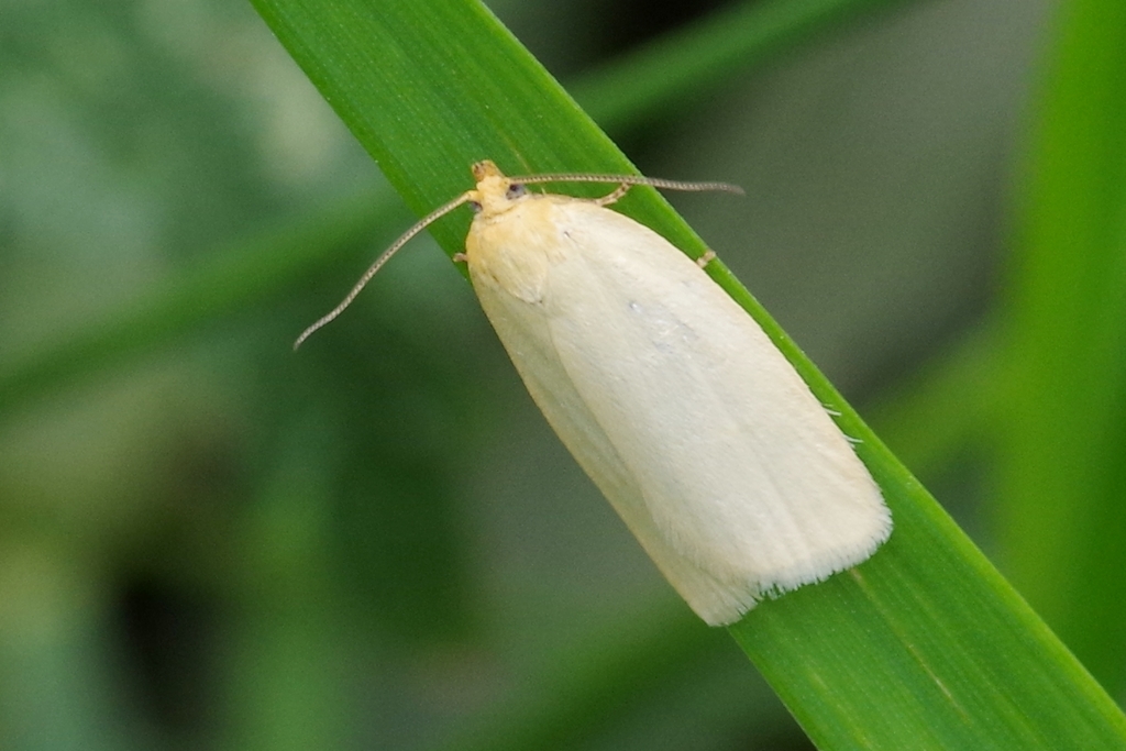 Zelotherses