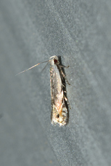 Anacampsinae