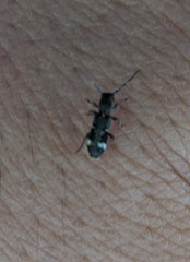 Psenocerus supernotatus