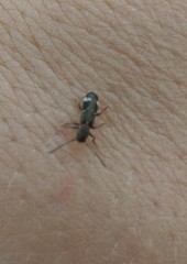 Psenocerus supernotatus